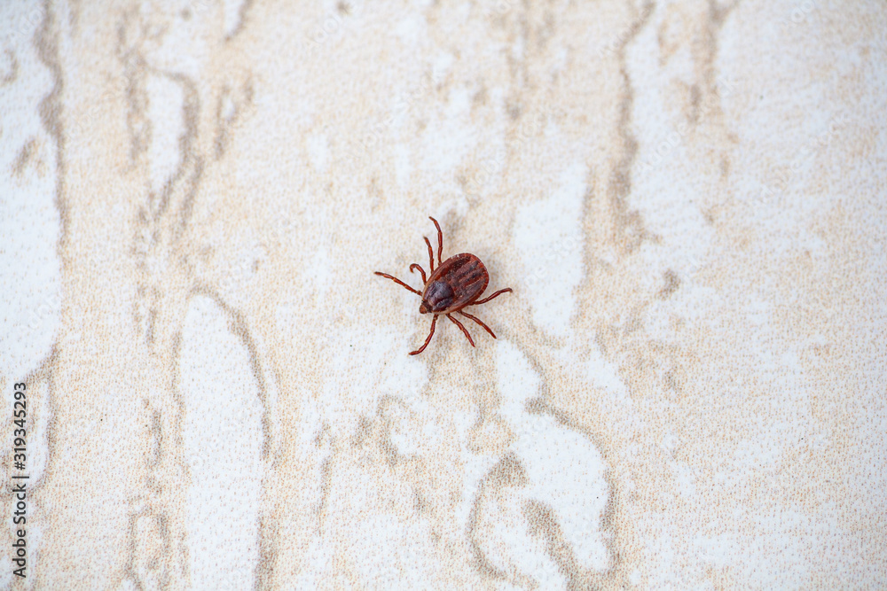 A true ixodid mite blood sucking parasite carrying the acarid disease sits on a On a white field on a hot summer day, hunting in anticipation of the victim A true ixodid mite blood sucking parasite carrying the acarid disease sits on a On a white field on a hot summer day, hunting in anticipation of the victim