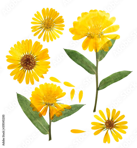 Pressed and dried delicate flower of calendula officinalis (marigold). Isolated on white background. For use in scrapbooking, floristry or herbarium.