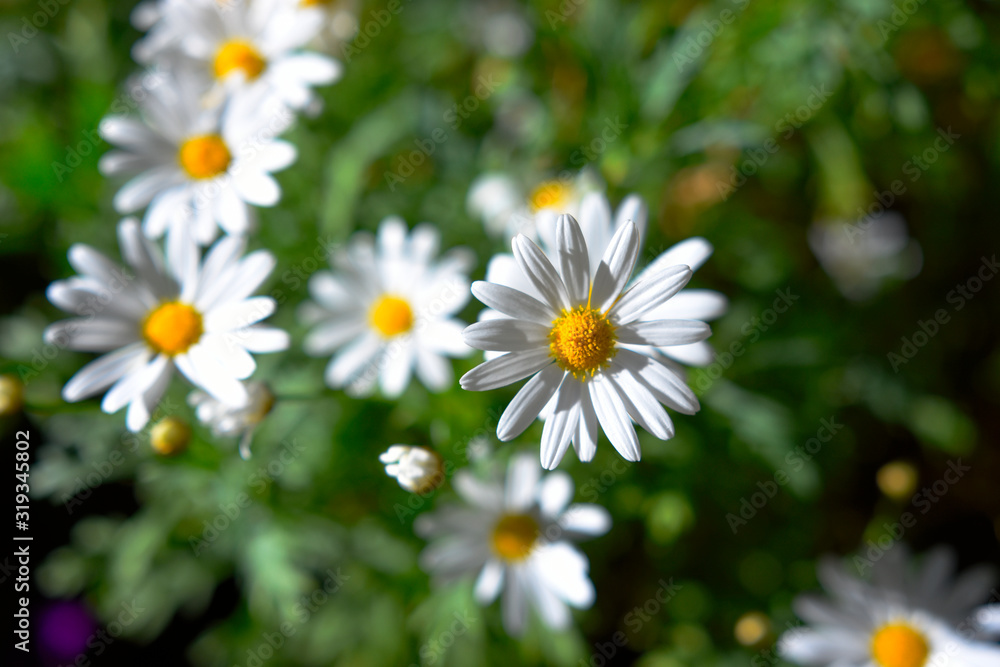 beautiful moment of flower in the garden. beautiful moment of flower in the garden.