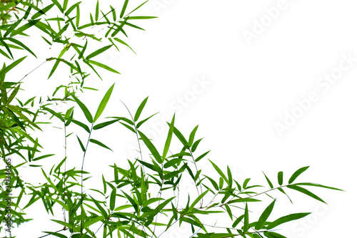 Green bamboo leaves isolated on white
