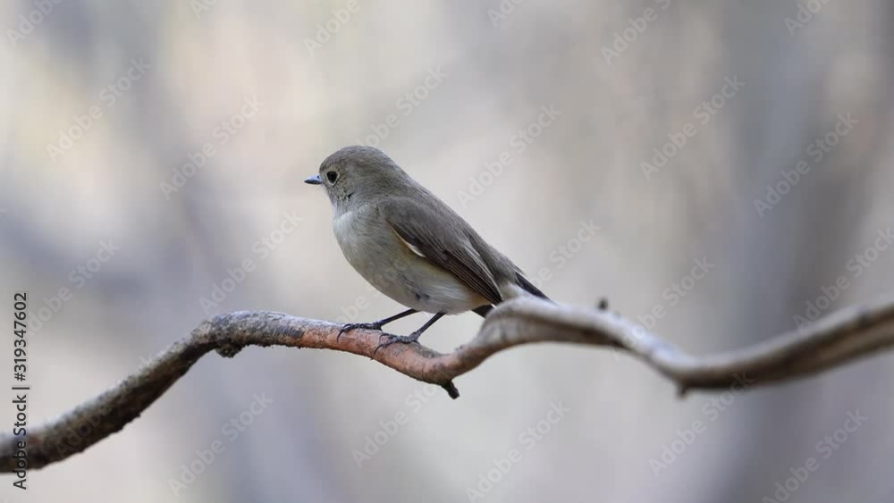 Tickell's Blue Flycatcher(Female) Birds . (Scientific Name: Cyornis tickelliae ) Tickell's Blue Flycatcher(Female) Birds . (Scientific Name: Cyornis tickelliae )