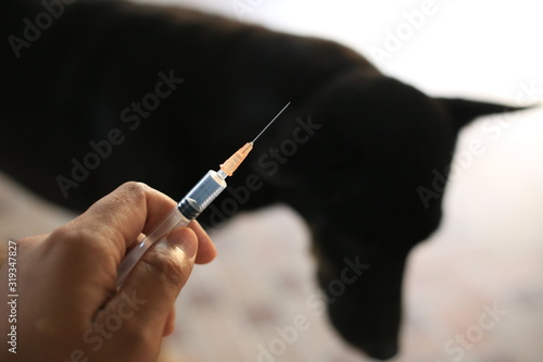  Vaccine Rabies Bottle and Syringe Needle Hypodermic Injection Immunization rabies and Dog Animal Diseases Medical Concept with Dog blurred Background.Selective Focus Vaccine vial 