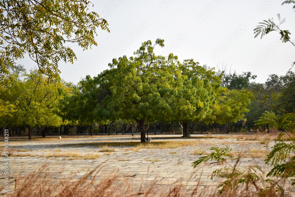 Neem Tree/neem plant Background Image
