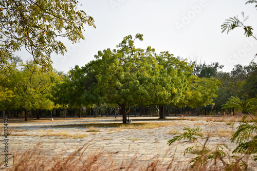 Neem Tree/neem plant Background Image