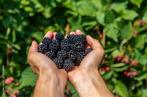 фотографія a handful of ripe and fresh blackberry fruits