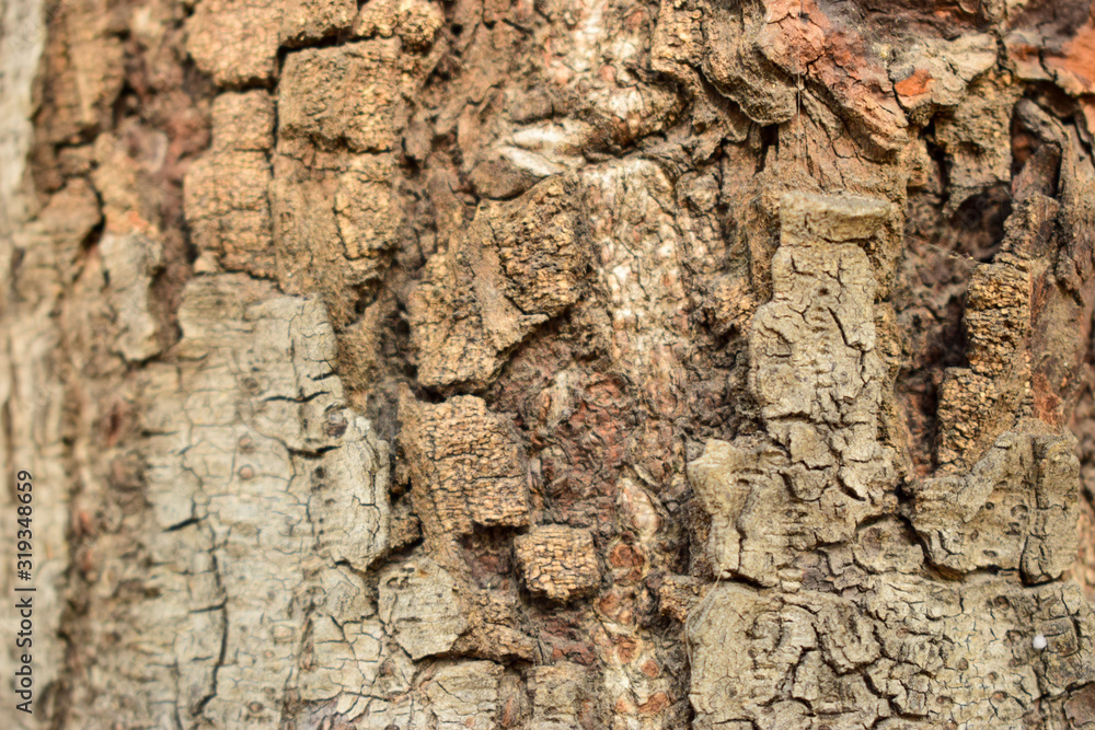 Dry Tree Bark Texture Close up Background Image Dry Tree Bark Texture Close up Background Image