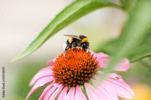 Bumblebee collects nectar on an echinacea flower