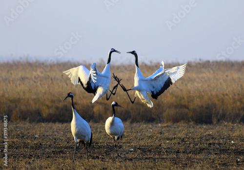 Red Crowned Crane in Sheyang County, Yancheng City, Jiangsu Province, China