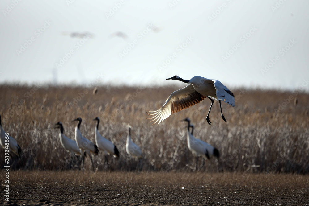 Red Crowned Crane in Sheyang County, Yancheng City, Jiangsu Province, China