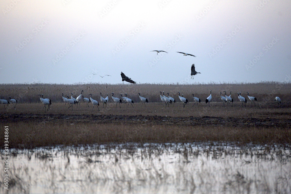 Red Crowned Crane in Sheyang County, Yancheng City, Jiangsu Province, China Red Crowned Crane in Sheyang County, Yancheng City, Jiangsu Province, China