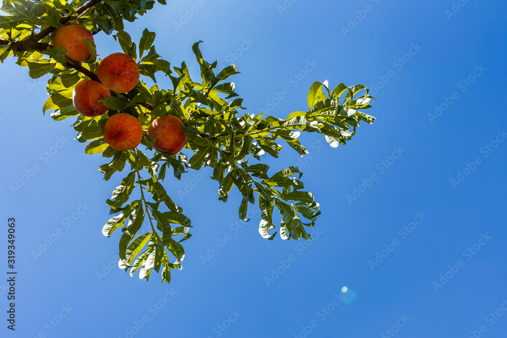 Peach tree branch full of fruits and green leaves in selective focus and low angle views against clear blue sky during a sunny day, with copy space