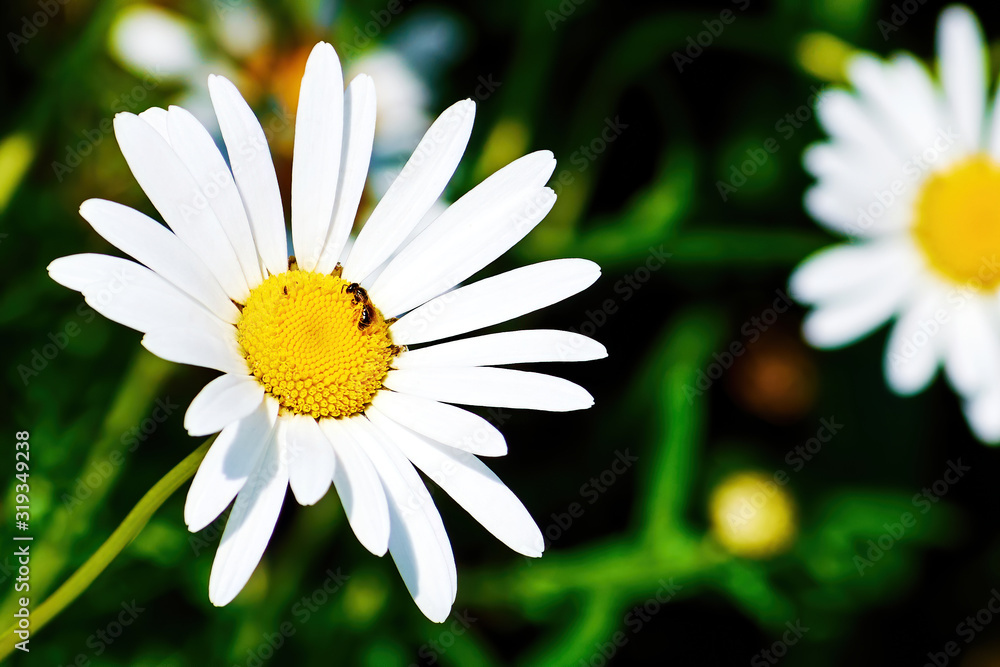 Fototapeta premium A little wasp sits on the chamomile petals. Insect collects nectar from a white delicate flower