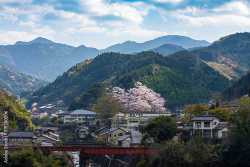 春の季節 晴天の山並みと田舎街並みに美しい桜の木　球磨川　Spring season Beautiful cherry blossom trees in sunny mountains and countryside　Kumagawa photo