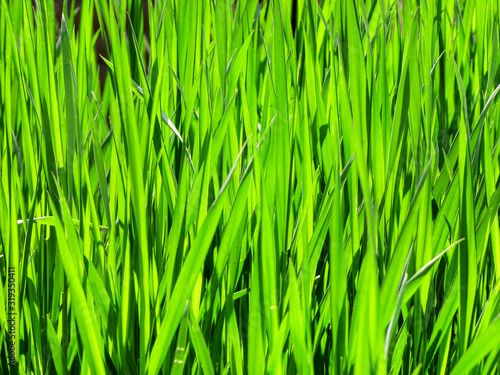 Solid green grass background
