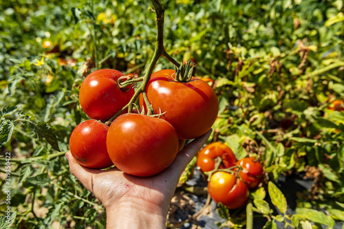 bunch of ripe red tomatoes fruits on the farmer's hand in selective focus close up view, with open field tomatoes plants leaves background