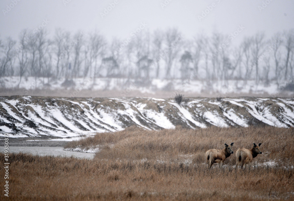 Dafeng elk National Nature Reserve, Yancheng City, Jiangsu Province, China Dafeng elk National Nature Reserve, Yancheng City, Jiangsu Province, China