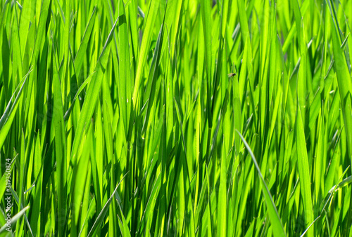 Solid green grass background