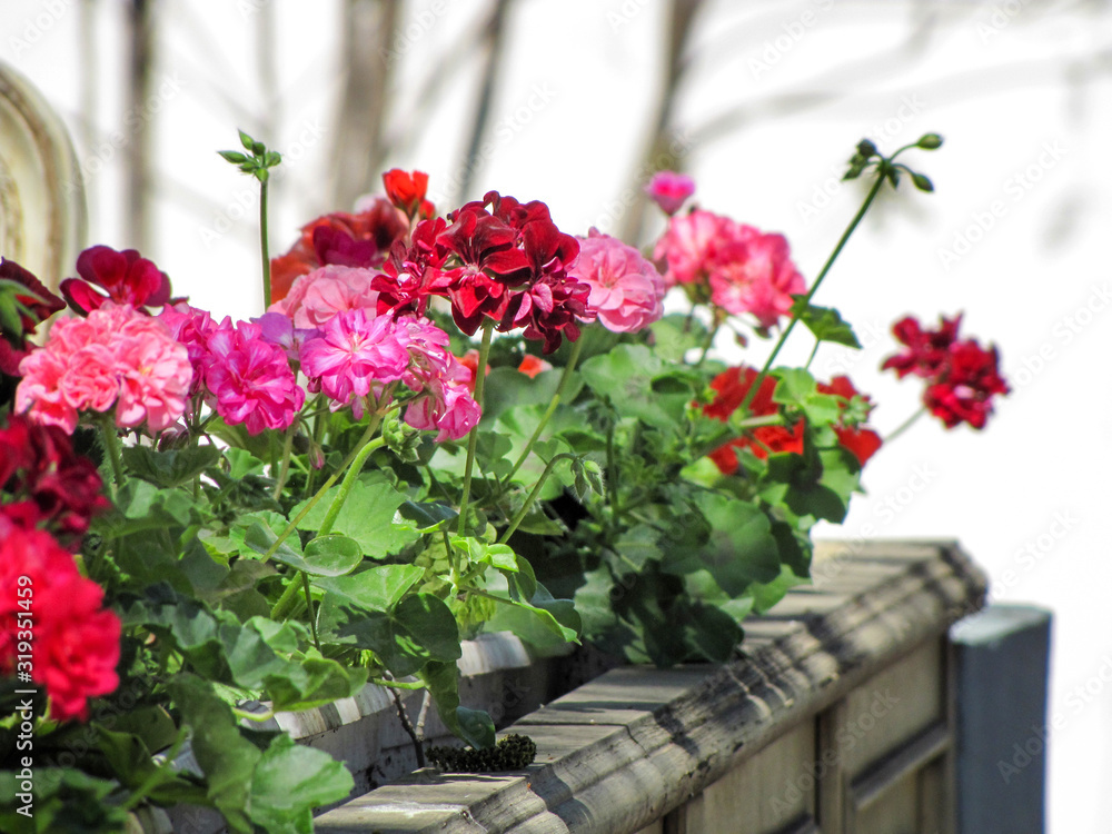 Red, lilac, pink and white geranium flowers in a flower pot on the street