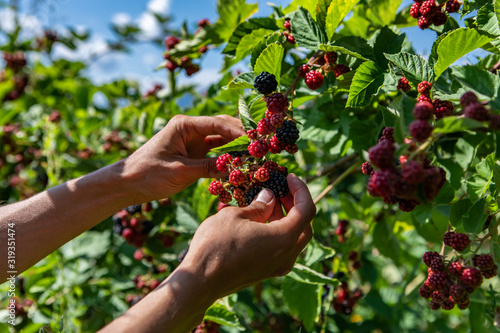 farm worker hands picking ripe blackberries fruits from the blackberry bush in close up and selective focus view with plants leaves in the background