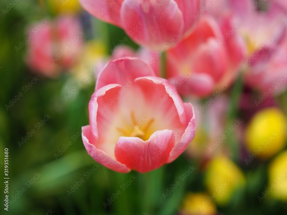 Naklejka premium Beautiful flowers of bright pink tulips flower