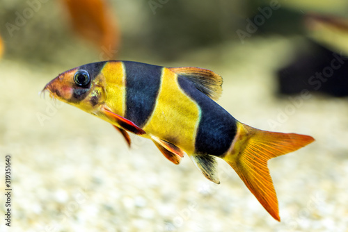 Clown loach or tiger botia fish (Chromobotia macracanthus) in natural habitat