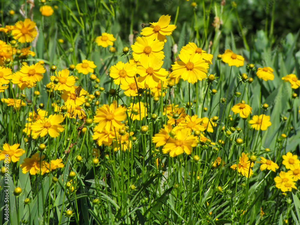 Glade of yellow flowers of coreopsis in the summer against a background of fresh greenery Glade of yellow flowers of coreopsis in the summer against a background of fresh greenery