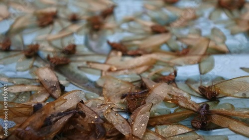 thousands of termites (infraordo Isoptera) fly under the lights   photo