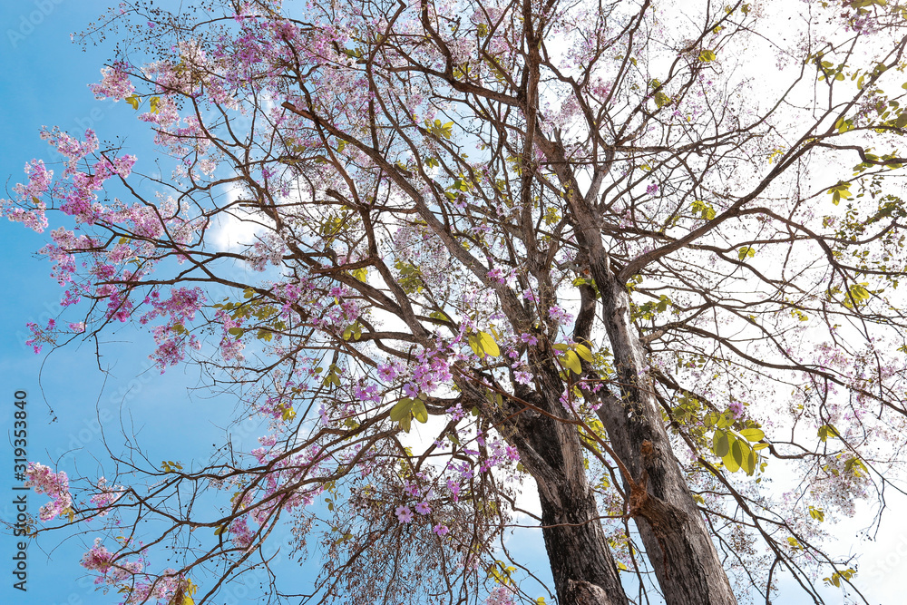 Low angle view, Purple flower tree on bright blue sky. Low angle view, Purple flower tree on bright blue sky.
