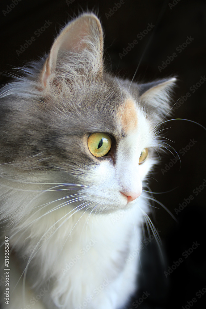 Portrait of a curious three colored, white, grey and ginger cat looking on something on black background.