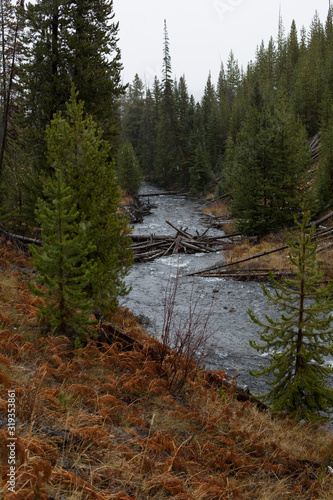 river in forest