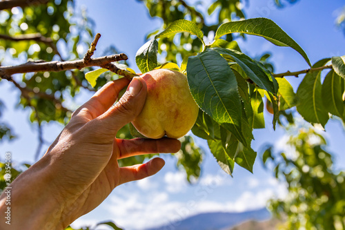 Obraz na płótnie low angle, selective focus and close up view of hand holding unripe yellow peach