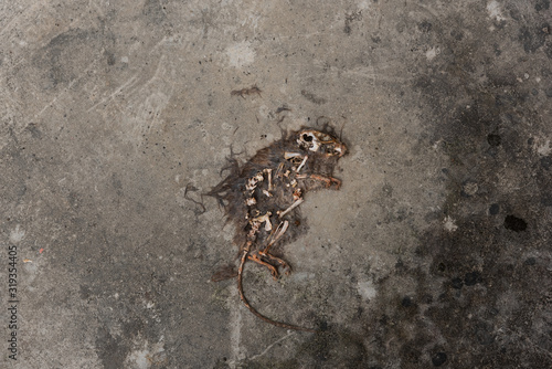 A dead air-dried rat lying on the concrete floor