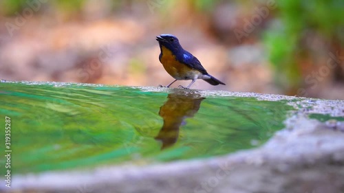 Hainan Blue Flycatcher, Grant’s Blue Flycatcher( male) Birds playing in the pond (Scientific Name : Cyornis hainanus ) photo