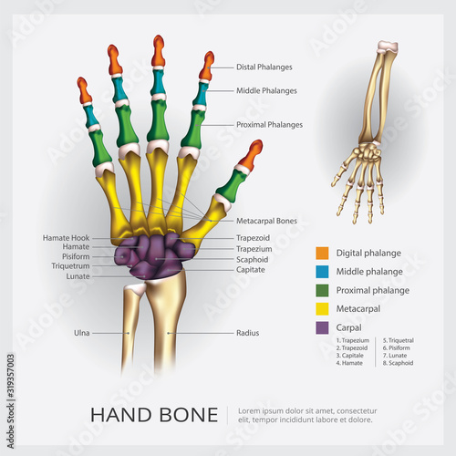 Hand Bone Vector Illustration