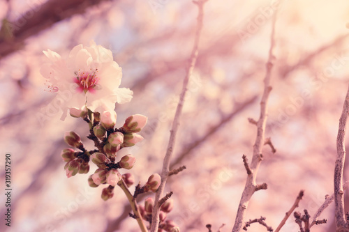 background of spring cherry blossoms tree. selective focus © tomertu