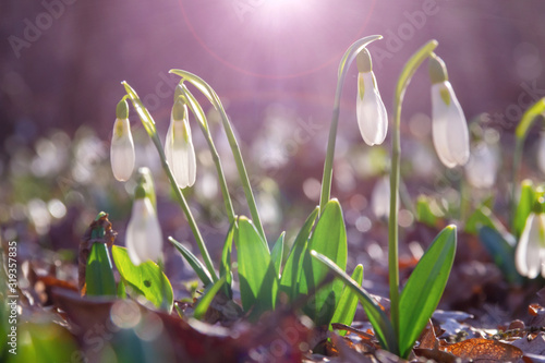 First snowdrops in the forest.