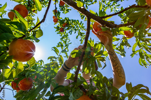 Photos low angle view of an unrecognizable caucasian young woman as she picking ripe fr