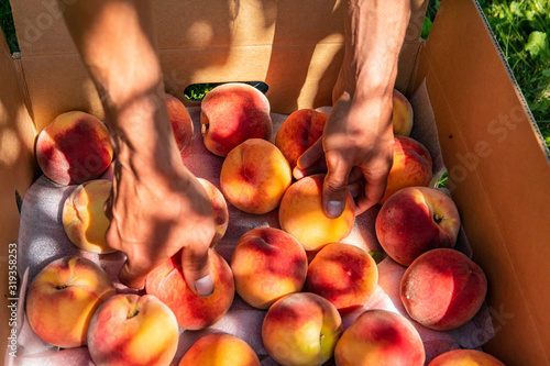Fototapeta Naklejka Na Ścianę i Meble -  man hands close up as he putting fresh and ripe Peach fruits in a cardboard package box, You Pick organic farm, picking peaches in the orchard concept