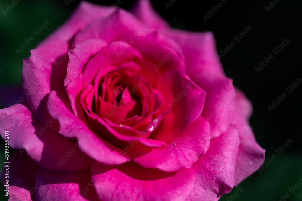 group of pink rose with green leaf from garden group of pink rose with green leaf from garden