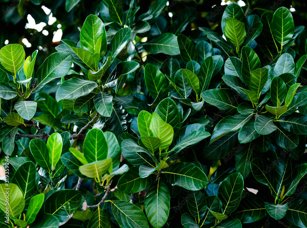 Leaves background of The jackfruit tree, it's also called jack tree. Leaves background of The jackfruit tree, it's also called jack tree.