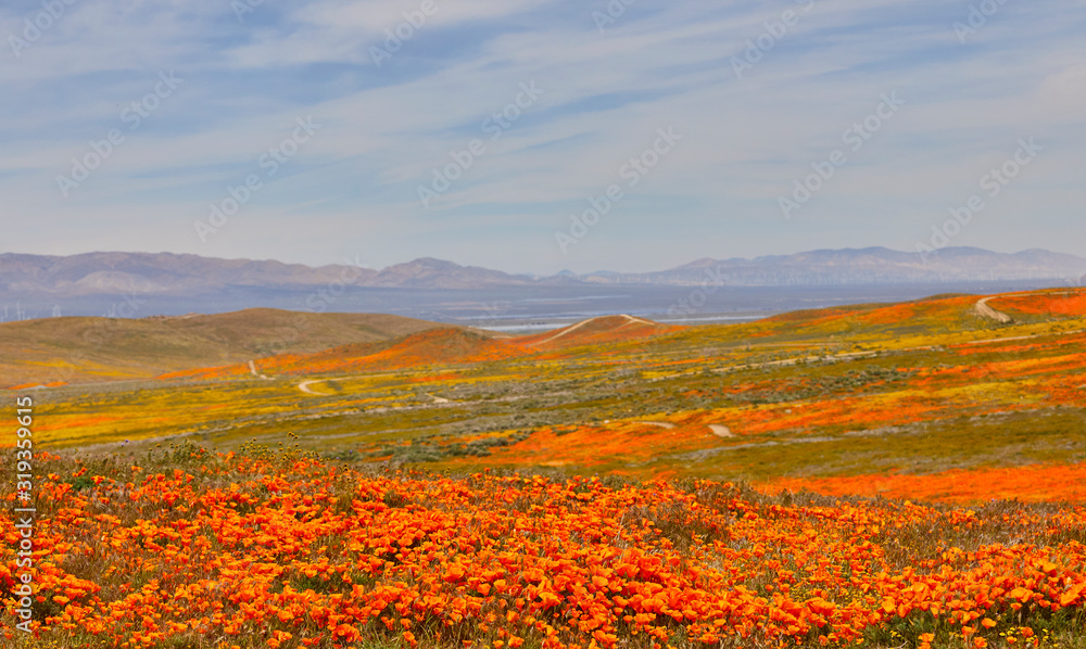 Orange poppies and yellow flowers blooming throughtout the valley with purple mountains in the background