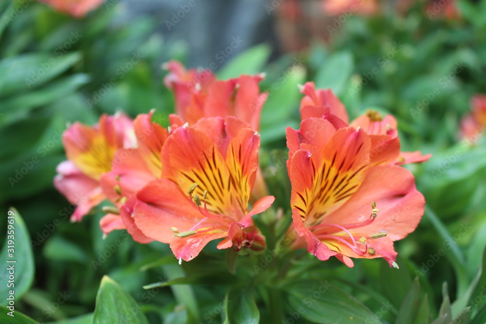 bunch of orange flowers lily shaped bunch of orange flowers lily shaped