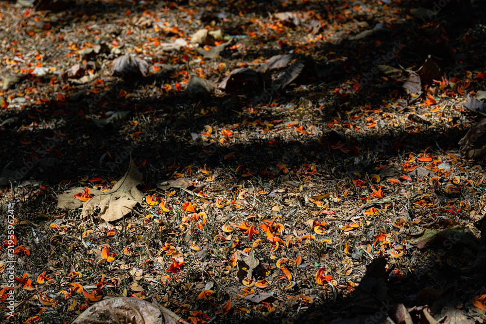 The floor is full of beautiful orange flower petals. Butea monosperma (Lam.) Taub. The floor is full of beautiful orange flower petals. Butea monosperma (Lam.) Taub.