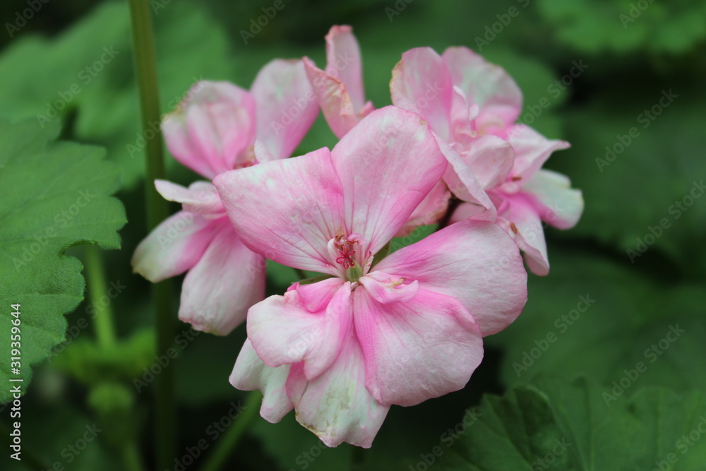 pink flower in the garden pink flower in the garden