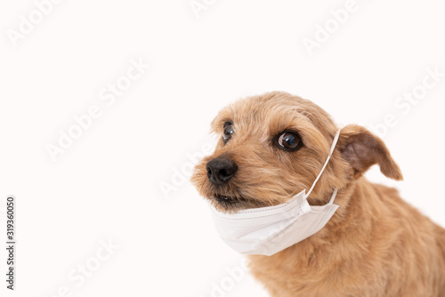 マスクをしたノーフォークテリア犬