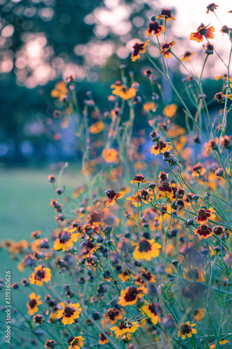 Selective focus Plains coreopsis or garden tickseed flower in a garden.Beautiful blurred blossom yellow flower.