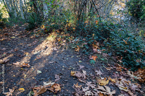 forest with fallen leaves and pathway in early fall