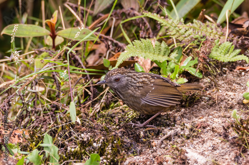 The streaked wren-babbler (Napothera brevicaudata) is a small short-tailed brown babbler with heavy blackish streaking above, dull below with streaked whitish throat photo