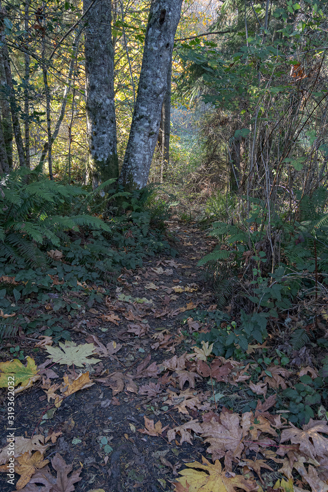 forest with fallen leaves and pathway in early fall forest with fallen leaves and pathway in early fall