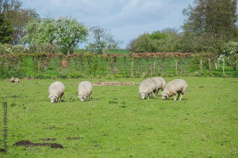 View of sheep in historic fishing village Marken, Netherlands View of sheep in historic fishing village Marken, Netherlands